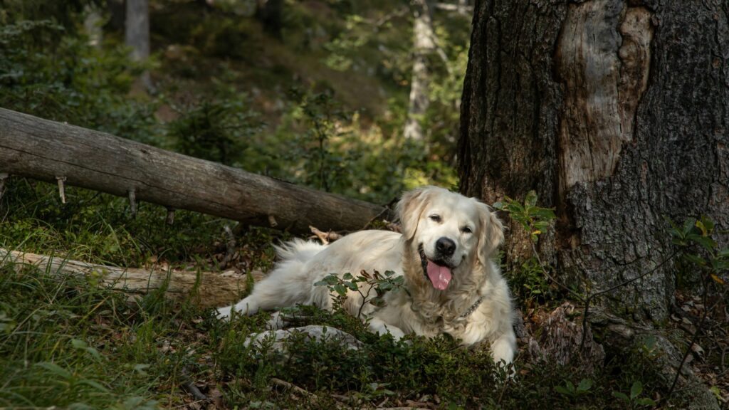 Trauma Healing with Animals and Nature: A Gentle Guide to Finding Safety Again